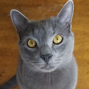 Meet your Posher, Brittany